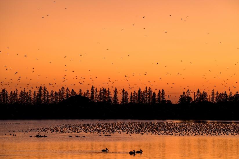 Flocks of birds in the air and on the lake at sunset, FortWhyte
