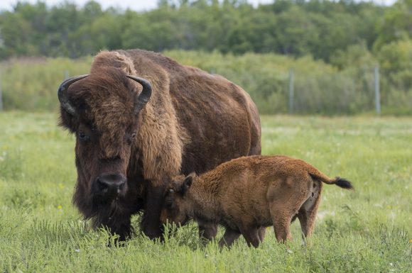 Mutter und Baby-Bison in FortWhyte Alive