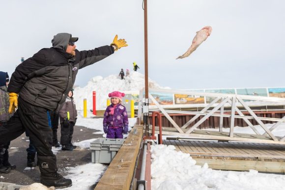 Una persona con ropa de invierno lanza un pescado congelado al aire desde el borde de un muelle sobre la nieve.