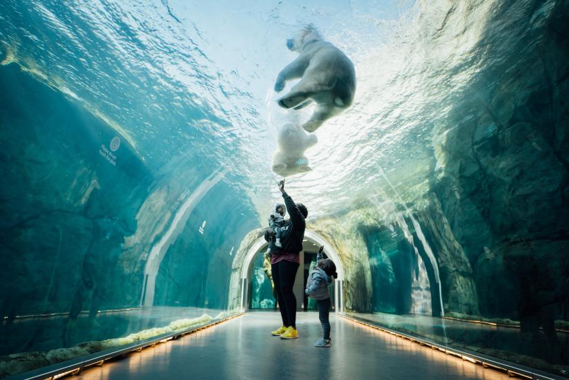 Family in the tunnel at the Assiniboine Park Zoo's Journey to Churchill Exhibit, looking up as a polar bear swims overhead
