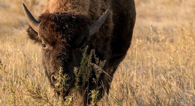 Un bison dans un champ d'herbe brune de prairie, regardant l'appareil photo.