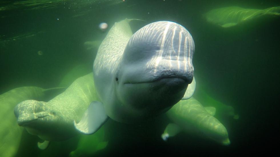 Close-up of a beluga surrounded by a pod of belugas.