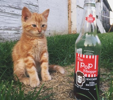 Un chaton orange assis à côté d'une vieille bouteille de Pic-A-Pop.