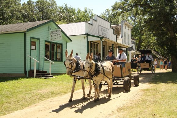 Zwei Maultiere ziehen eine kleine Kutsche bei der Threshermens Reunion des Manitoba Agricultural Museum in Austin, Manitoba