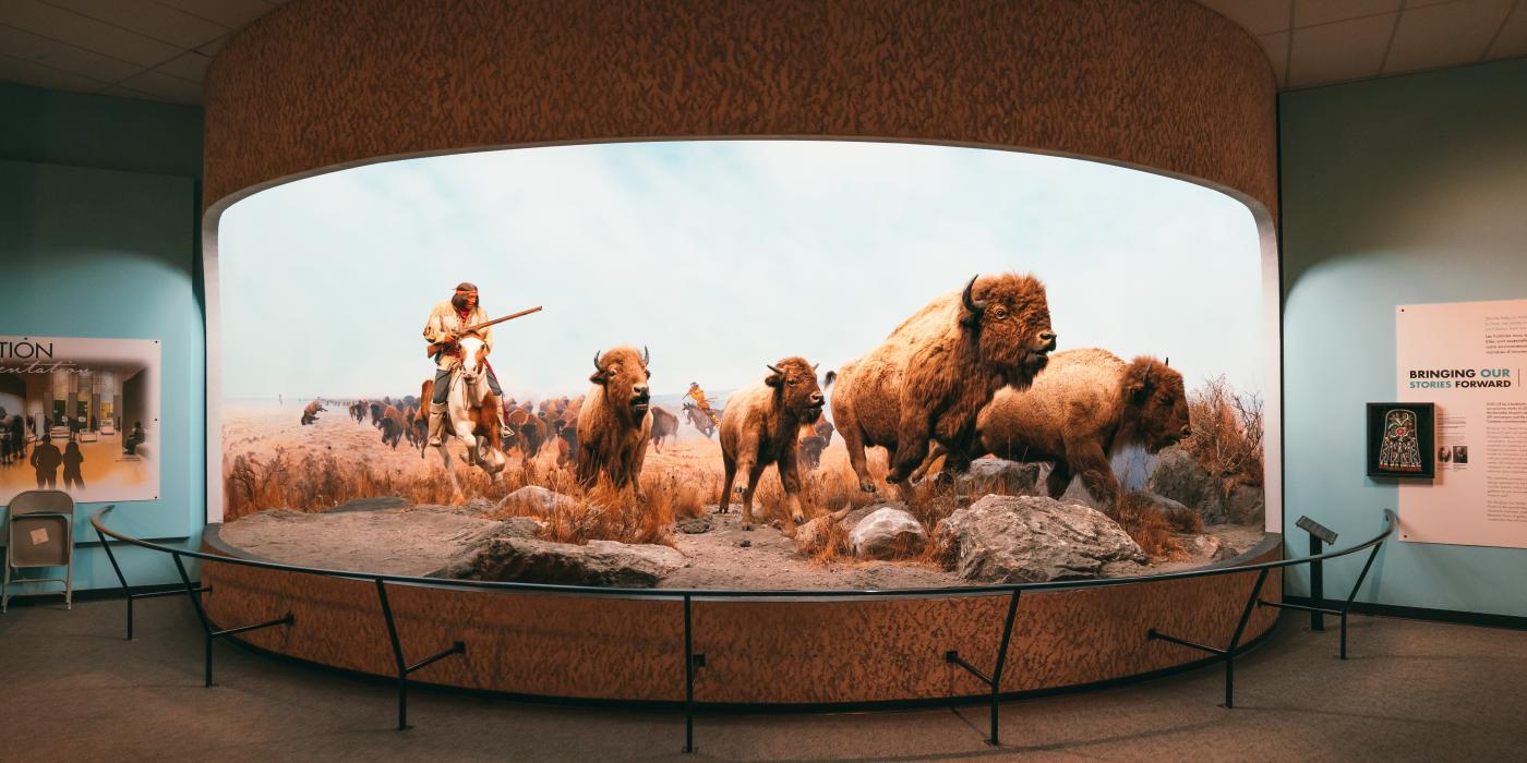 Large diorama of Indigenous person on a horse with musket hunting 4 bison running on the prairie