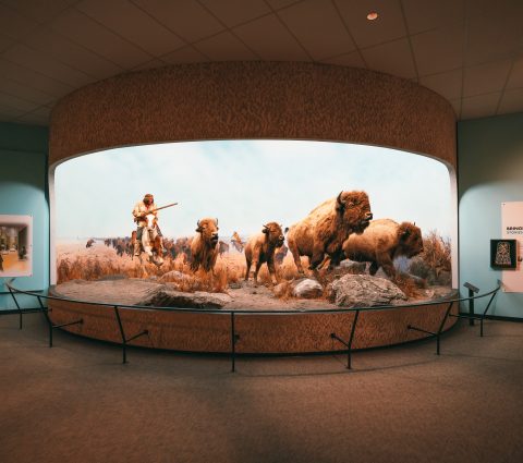 Grand diorama représentant un Autochtone à cheval, armé d'un mousquet, chassant quatre bisons qui courent dans la prairie.