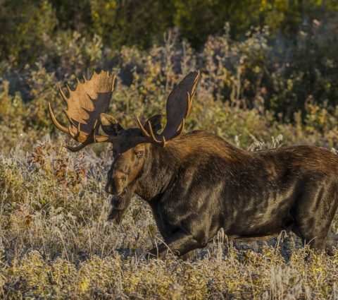 A large bull moose standing in a marsh in Riding Mountain National Park.