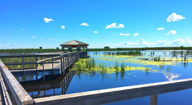 Tingnan ang mga boardwalk sa ibabaw ng Oak Hammock Marsh