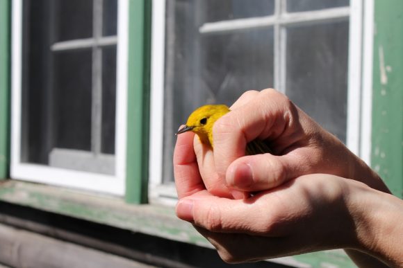 Eine Person, die einen gelben Singvogel in den Händen hält, um ihn freizulassen