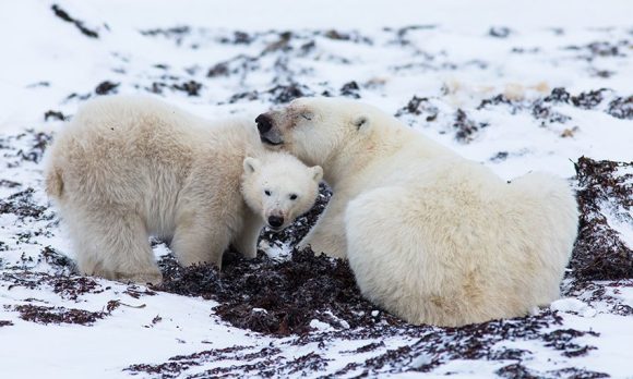 Une mère ourse polaire allongée sur le rivage rocheux recouvert de neige, repose sa tête sur le dos de son petit.