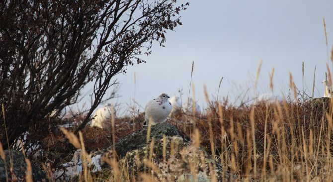 Ptarmigan seen at Seal River Heritage Lodge in Manitoba