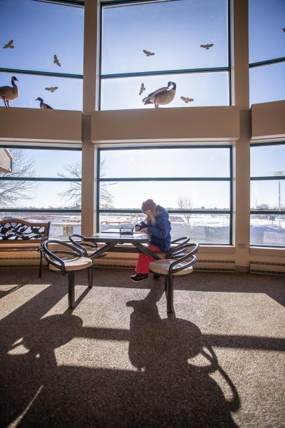 A girl sitting at a table in front of the bay windows. Replicas of Canada geese sit on the window sills.