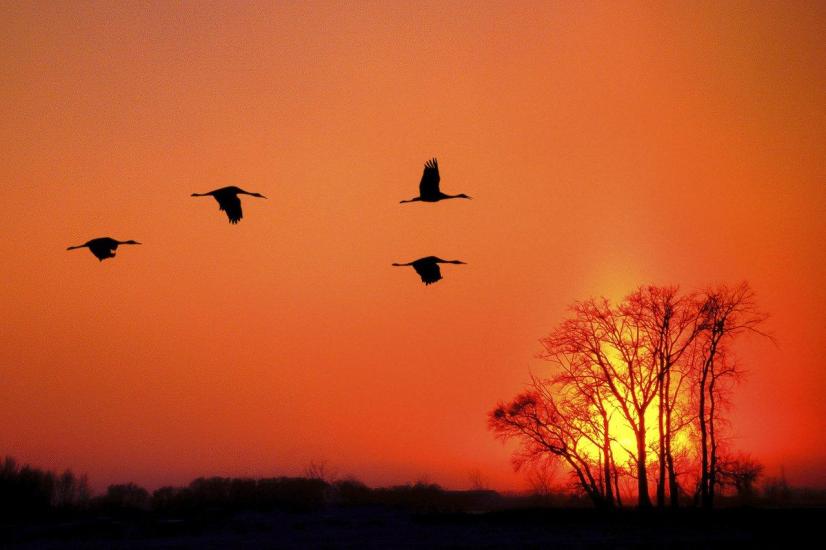 Silhouette von Sandhill Crane gegen orange Himmel