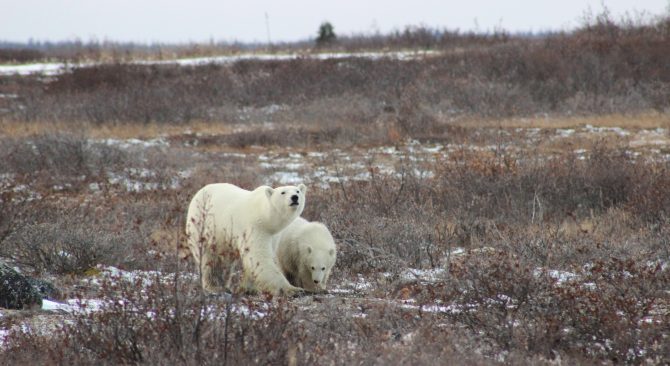 Polar bear with a cub at Seal River