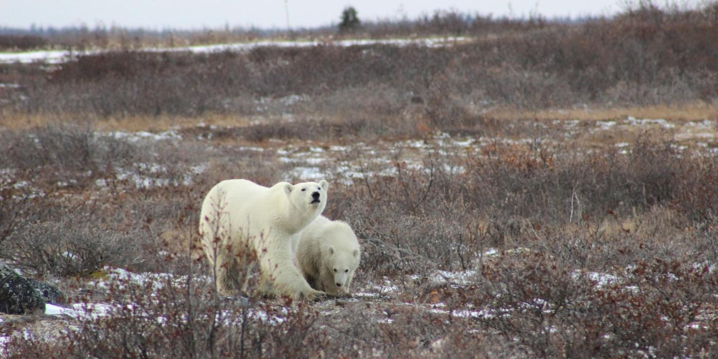 Un ours polaire avec son petit à Seal River