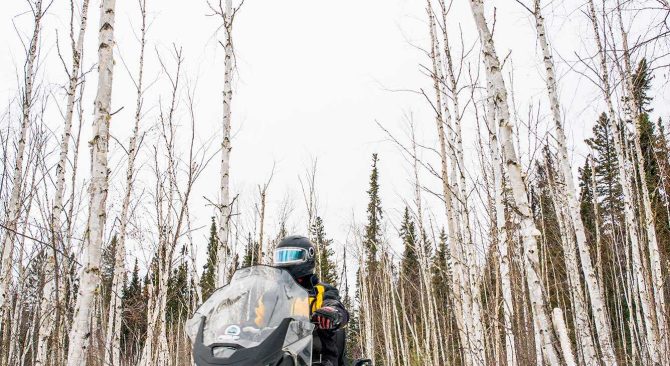 A snowmobiler riding a trail through a birch forest.