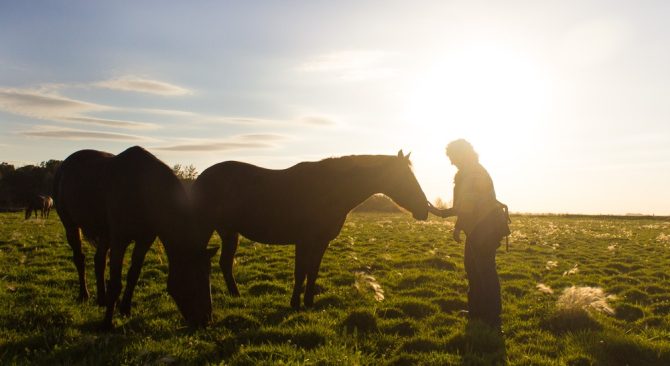 Una persona acaricia el morro de un caballo mientras otra pasta la hierba a su lado.