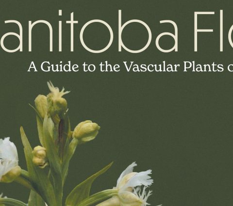 White wildflowers against a dark green background promoting Manitoba Flora, a guide to Manitoba’s vascular plants.