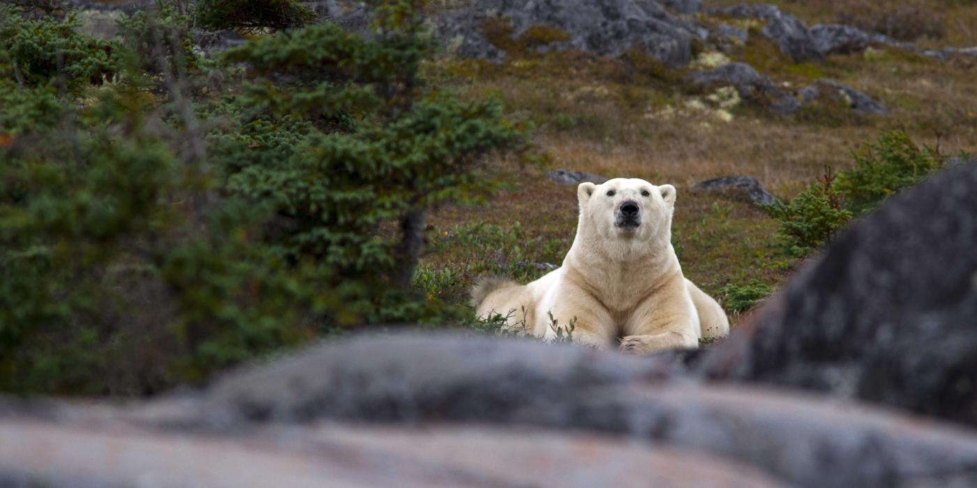 Polar bear staring directly at the camera, amidst a dry and rocky terrain with its surrounding shrubs.