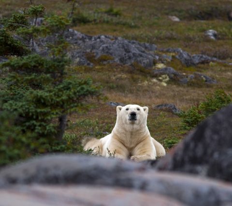 Polar bear staring directly at the camera, amidst a dry and rocky terrain with its surrounding shrubs.