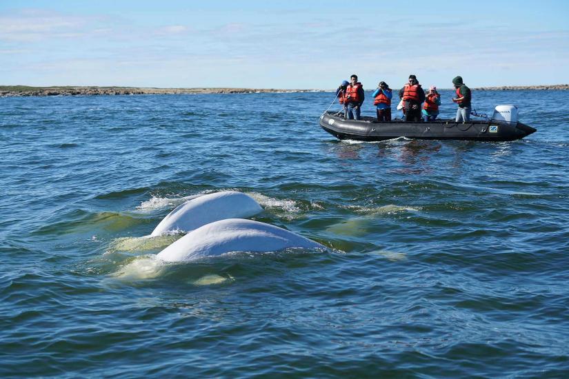 Mga taong nanonood ng mga beluga whale mula sa isang zodiak sa Hudson Bay.