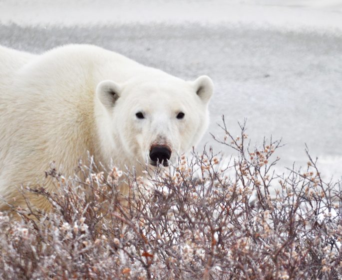 Gracioso oso polar en Churchill, explorando majestuosamente su hábitat ártico.