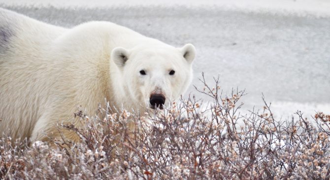 Gracioso oso polar en Churchill, explorando majestuosamente su hábitat ártico.