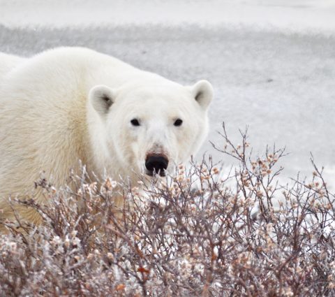 Graceful Polar Bear sa Churchill, maringal na ginalugad ang tirahan nito sa Arctic.
