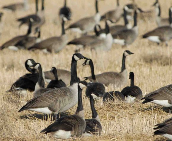 Eine Schar von Gänsen, die in einem Feld mit trockenem Gras sitzen und stehen.
