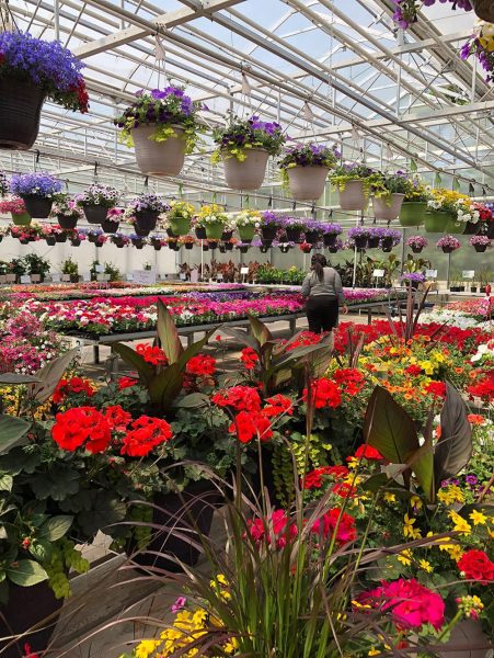 Rows of flowers inside Vanderveen's Greenhouse in Carman