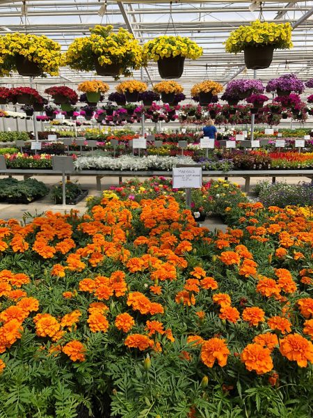 Rows of flowers inside Vanderveen's Greenhouse in Carman