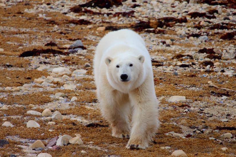 A curious polar bear walks toward the the camera on the tundra near Churchill.