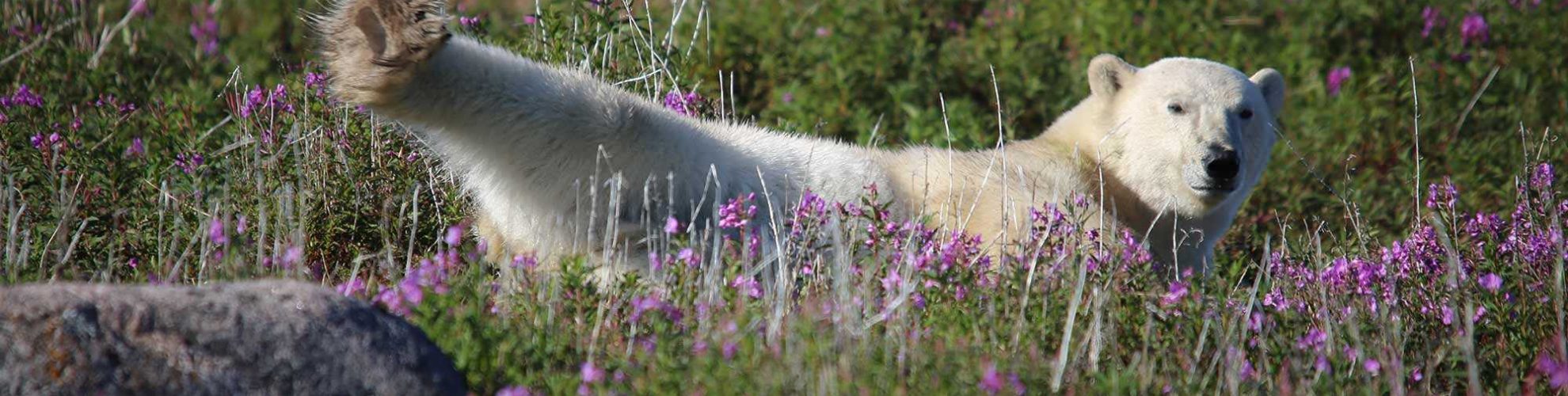 Un oso polar se estira en la tundra cerca de Churchill.
