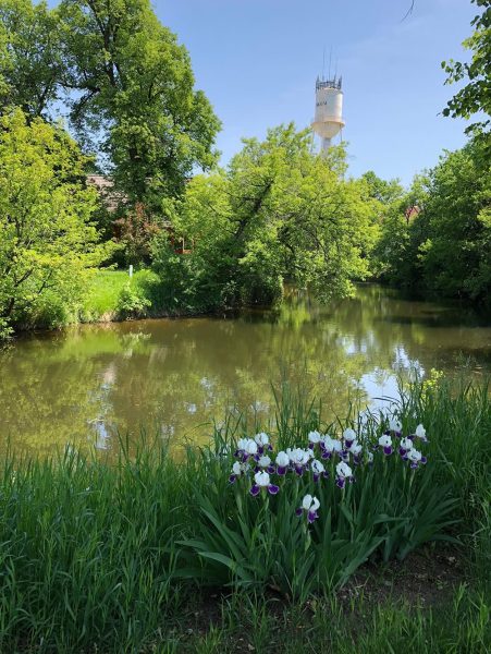 Nature along Carman's Community Pathway
