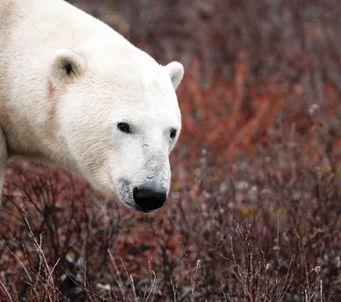 Close up photo of a polar bear on the summer tundra.