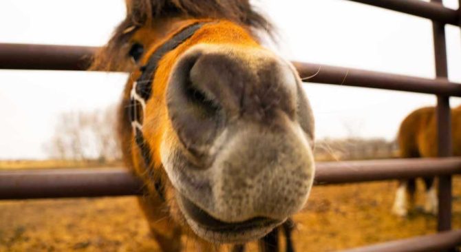 A brown horse noses in for a close-up.