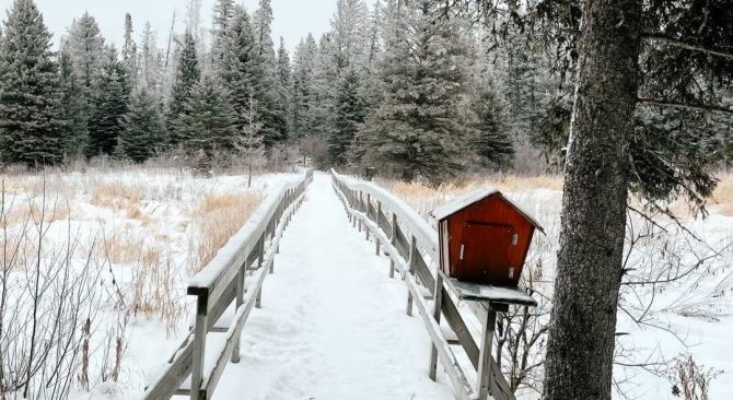 Looking down a snow covered boardwalk, heading toward frost covered trees.