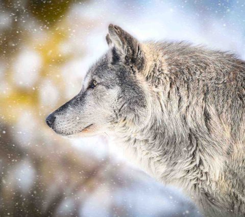 Un lobo de perfil, en el zoo de Assiniboine Park.